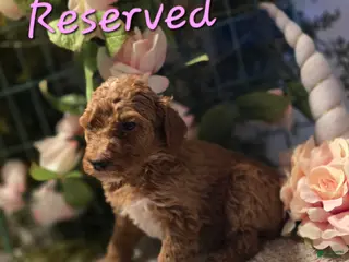 Goldendoodle dogs Goldendoodle Puppy 10 - Ad 19