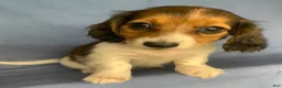 Miniature Dachshund dogs for sale: Chico - Ad 9