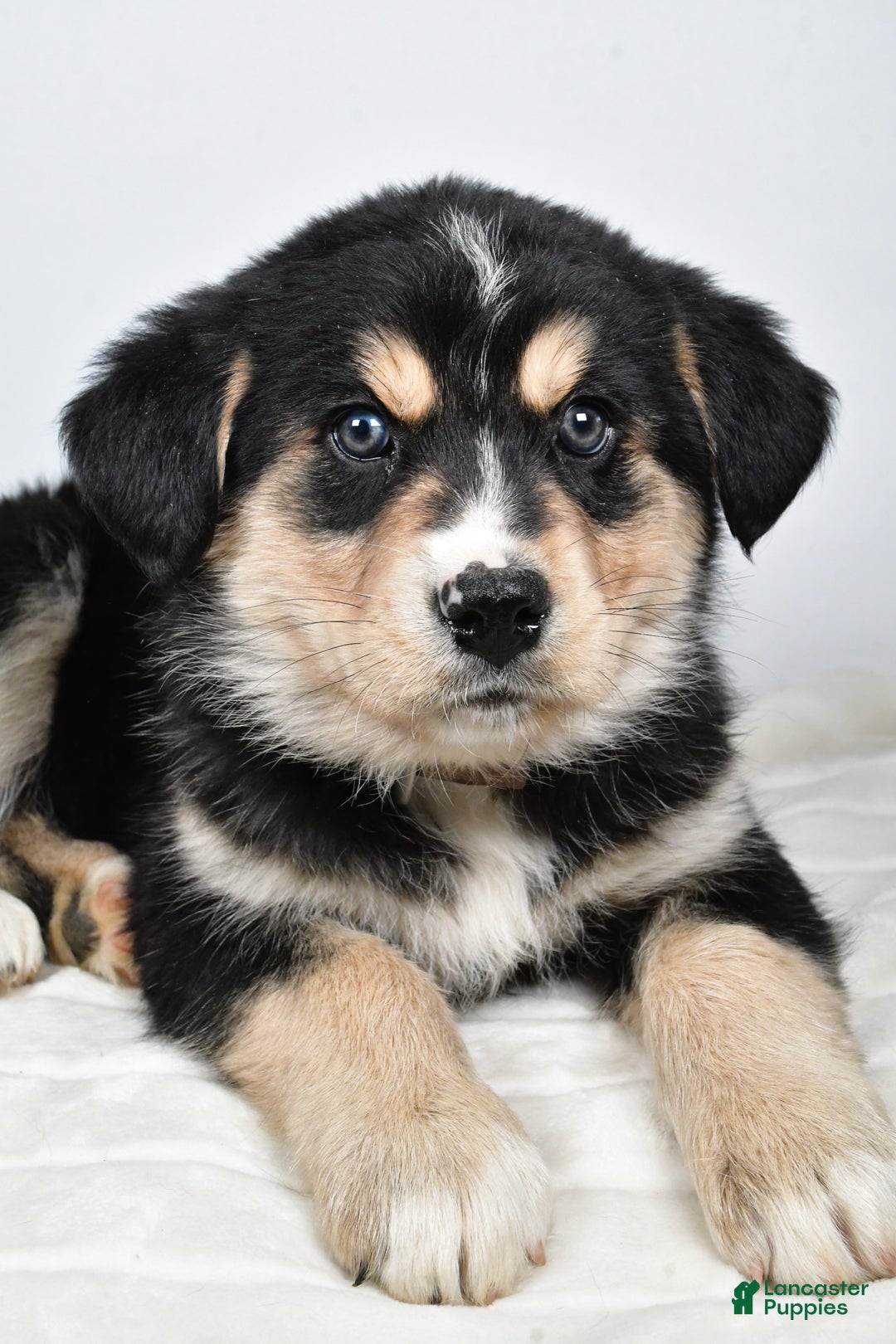 Mixed Breed dogs for sale: Cash - Ad 3