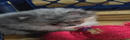 Pomeranian dogs for sale: Jenny  - Ad 4