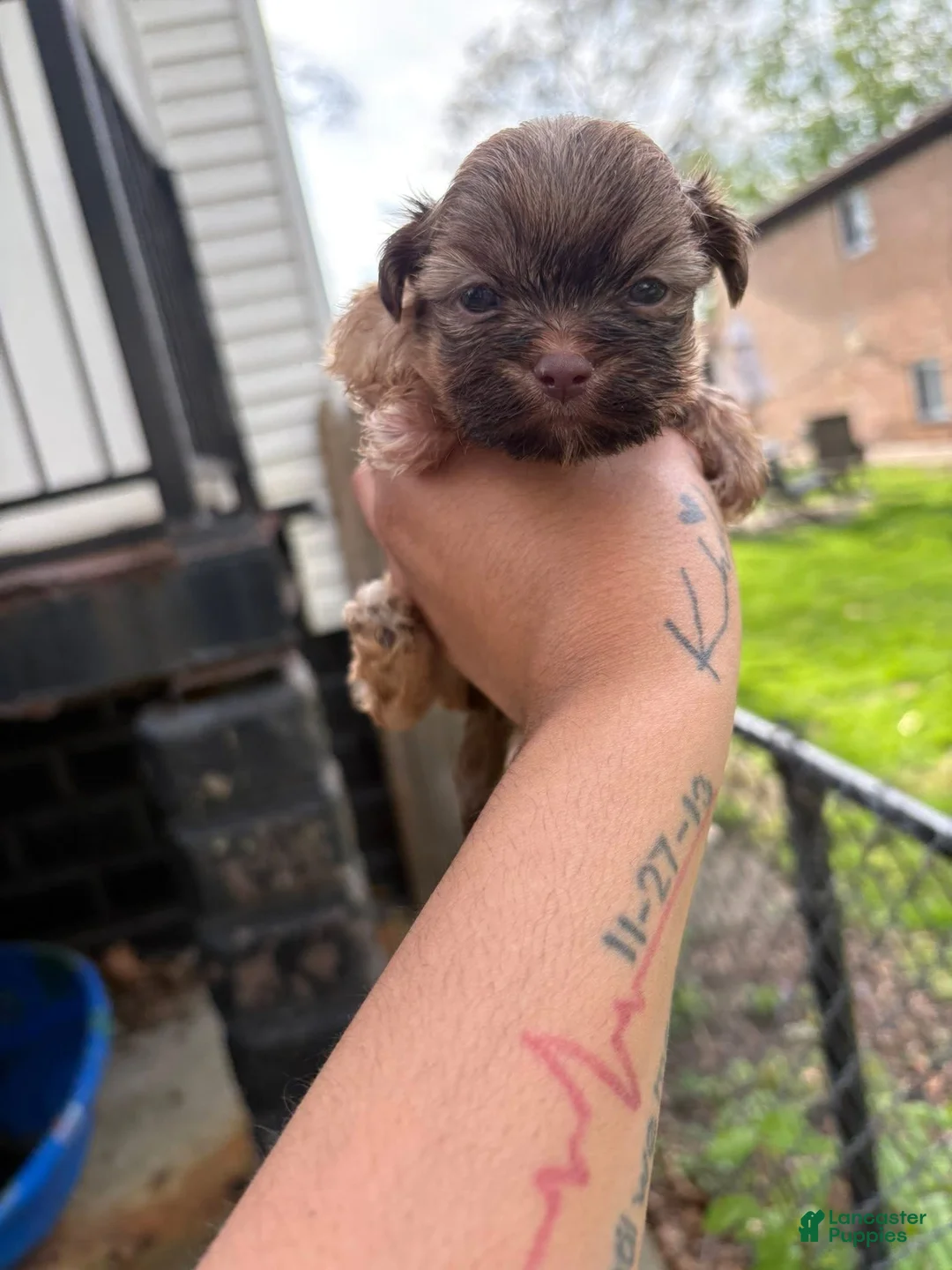 Shih Tzu dogs for sale: Shih Tzu Puppy 4 - Ad 1