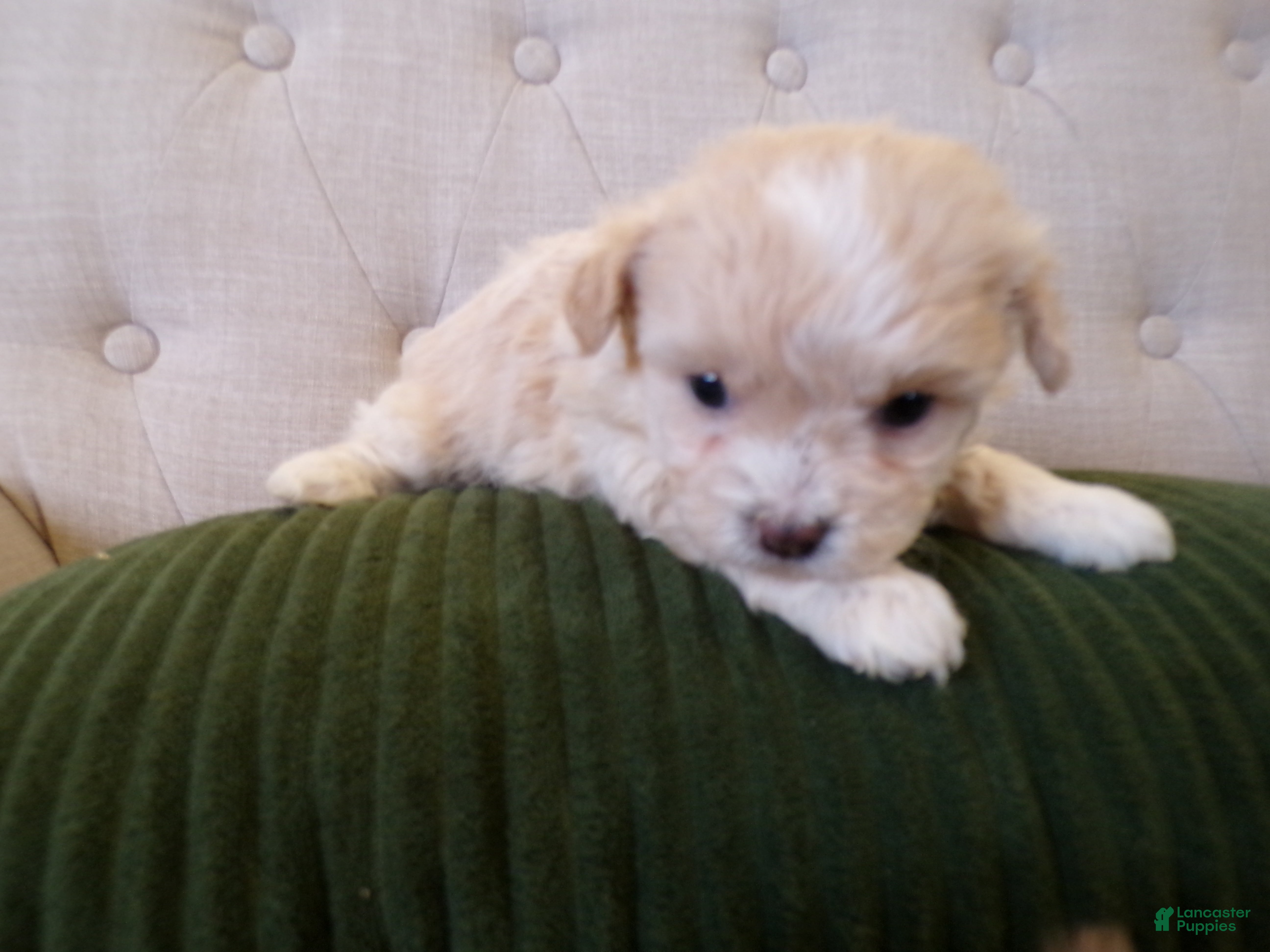 Shihpoo dogs Parker - Ad 2