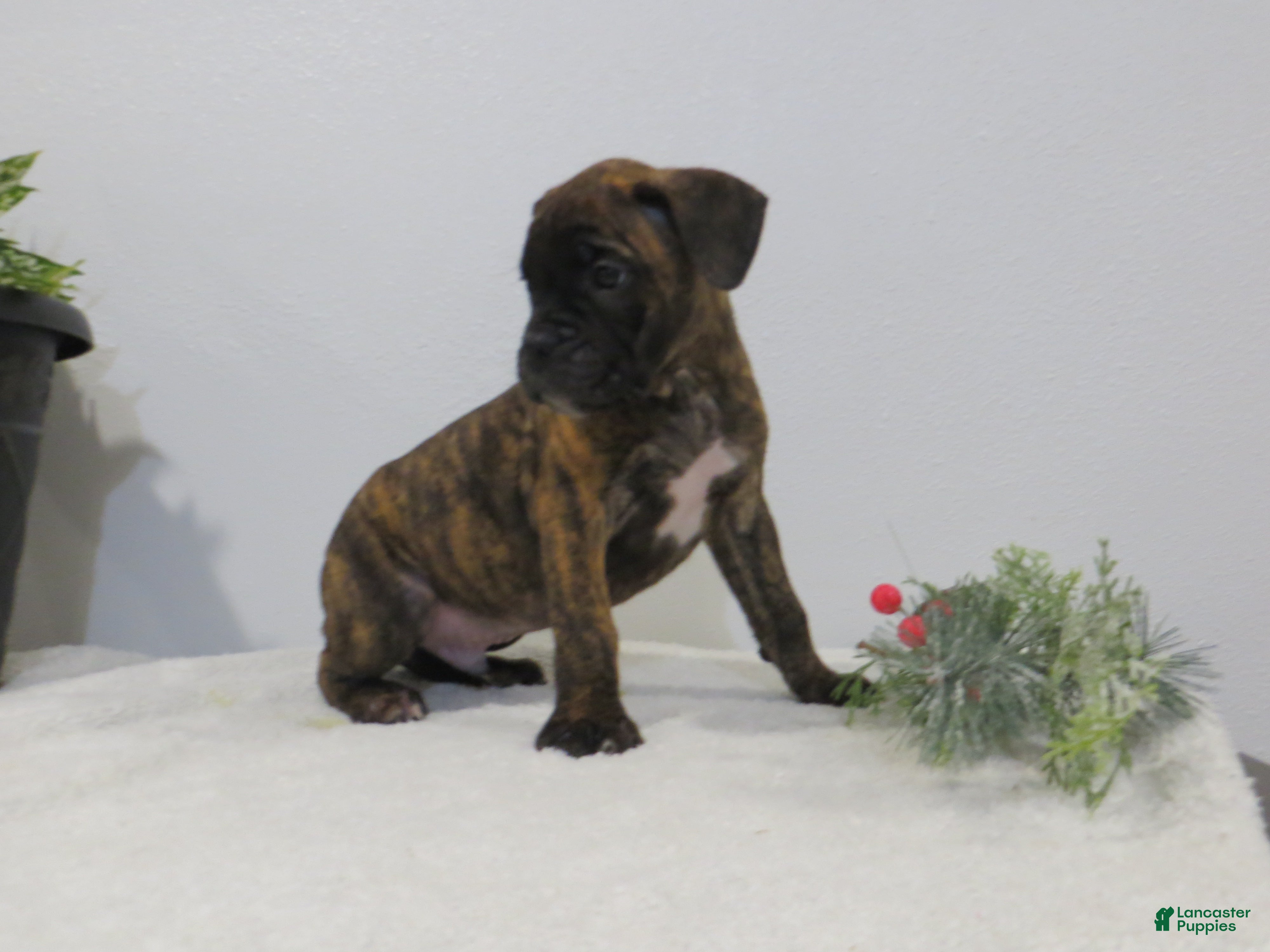 Boxer dogs 🗺️ ADVENTURE - Ad 29