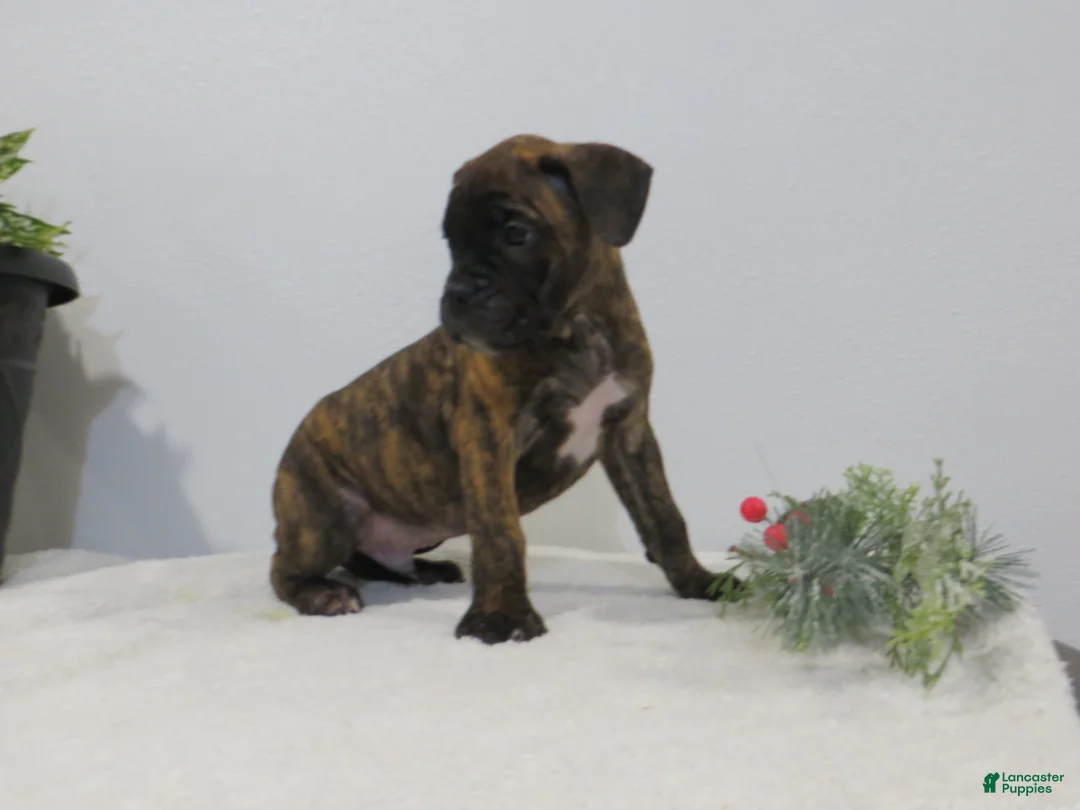 Boxer dogs for sale: 🗺️ ADVENTURE - Ad 1