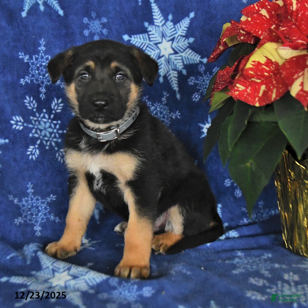 German Shepherd dogs for sale: Neil - Ad 2