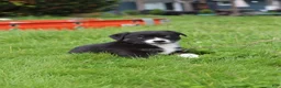 Mixed Breed dogs for sale: Little Guy - Ad 2
