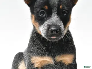 Australian Cattle Dog dogs for sale: Sky - Ad 1