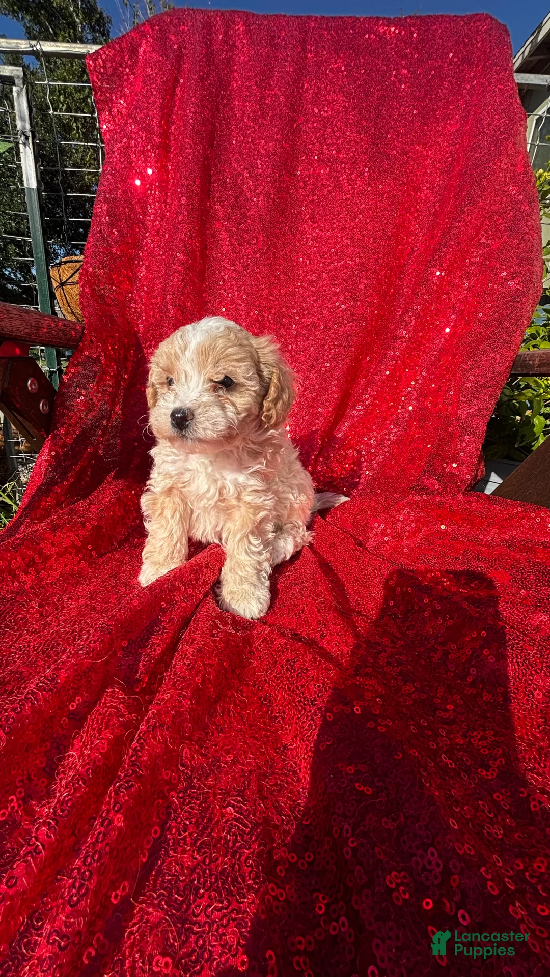 Toy Poodle dogs for sale: Toy Poodle 2 - Ad 1