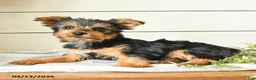 Yorkshire Terrier dogs for sale: Isaac - Ad 4