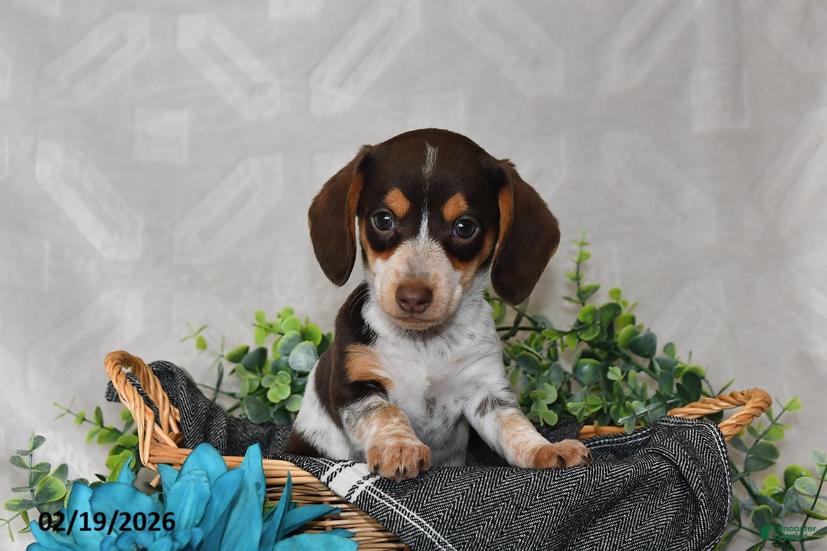 Miniature Dachshund dogs Polly - Ad 2