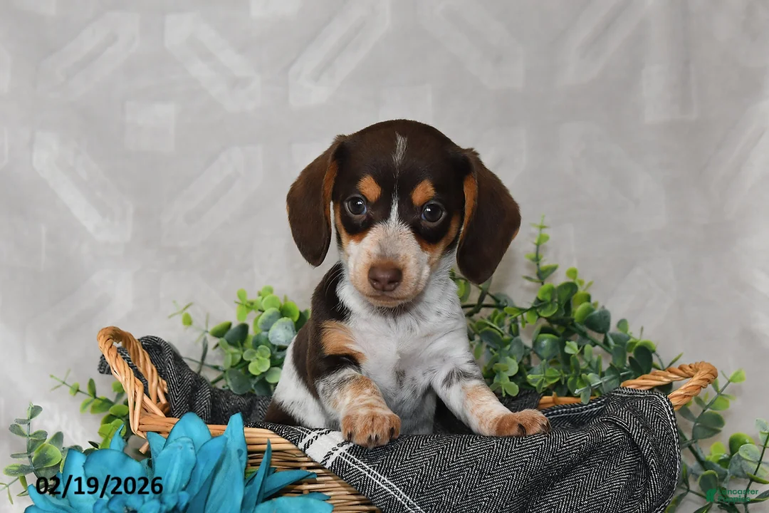 Miniature Dachshund dogs for sale: Polly - Ad 2