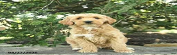Goldendoodle dogs for sale: Monty - Ad 9