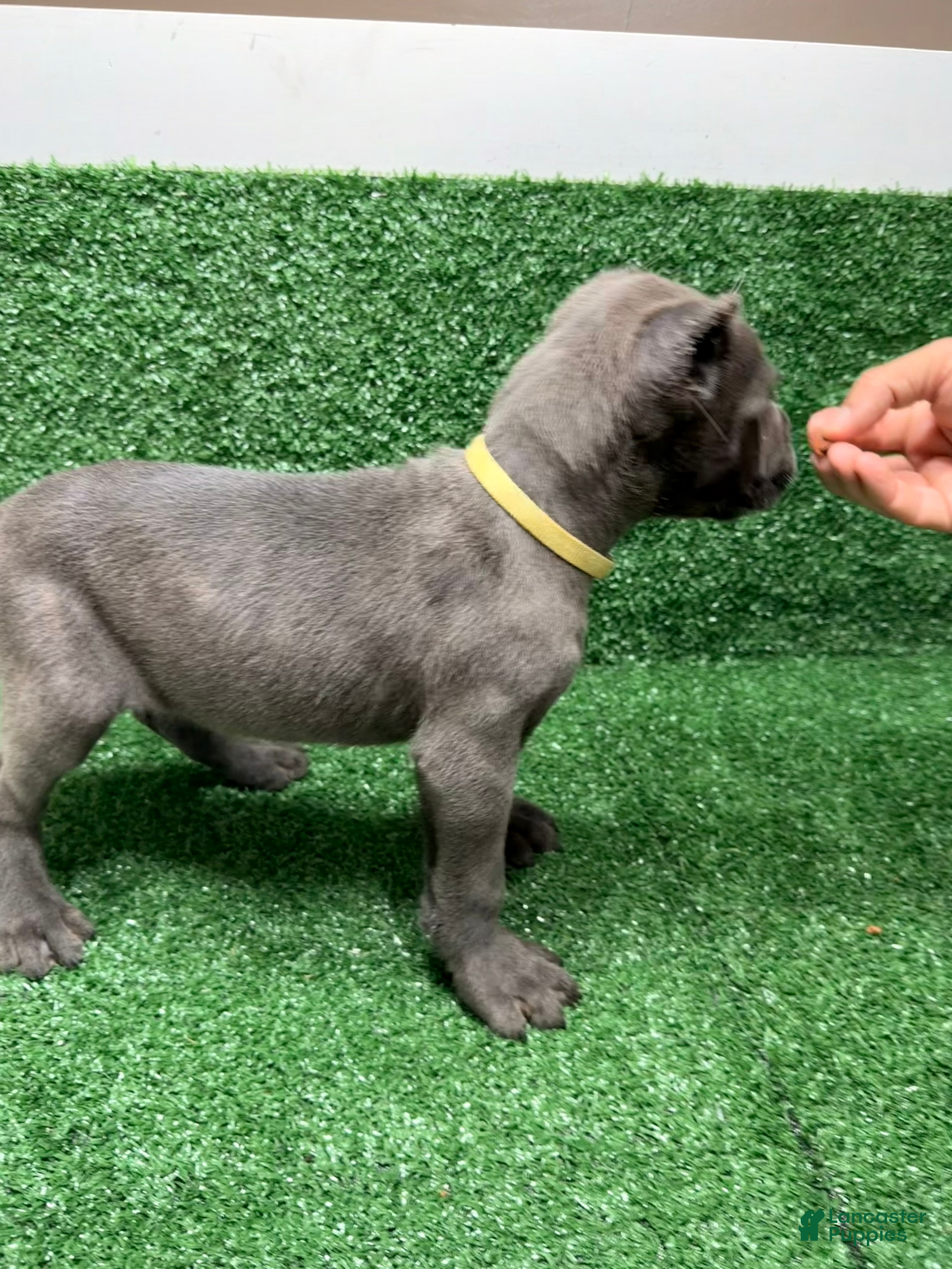 Cane Corso dogs Yellow - Ad 2