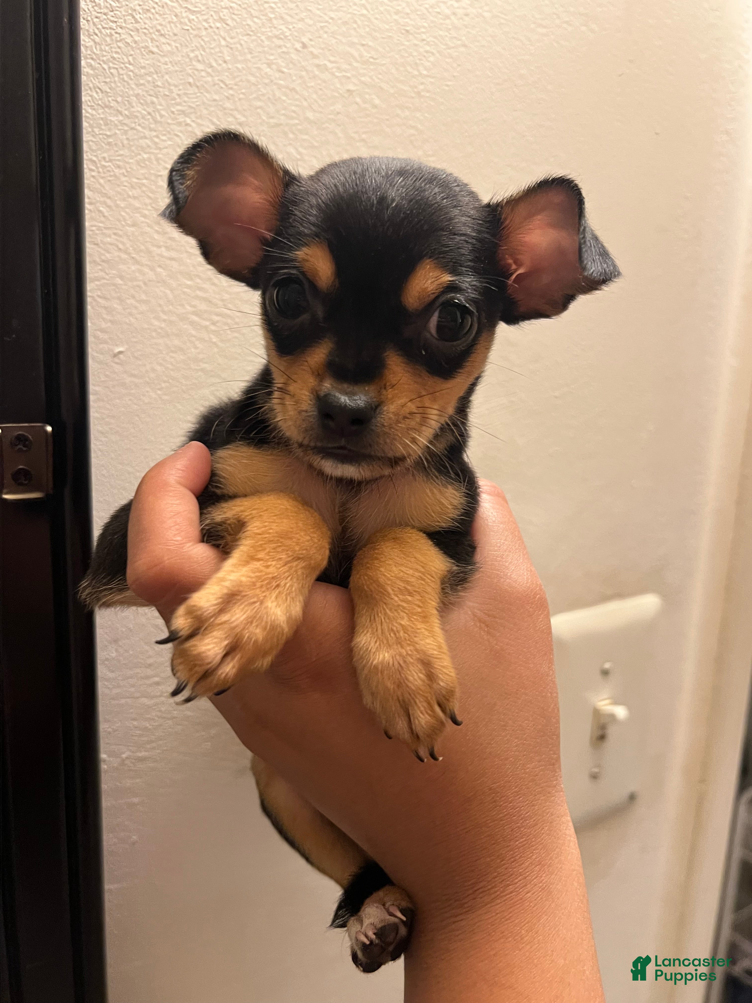 Mixed Breed dogs Puppy 1 - Ad 34