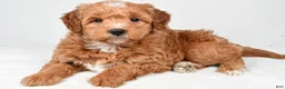 Mini Goldendoodle dogs for sale: Annie - Ad 3