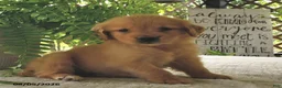Golden Retriever dogs for sale: Honey - Ad 4