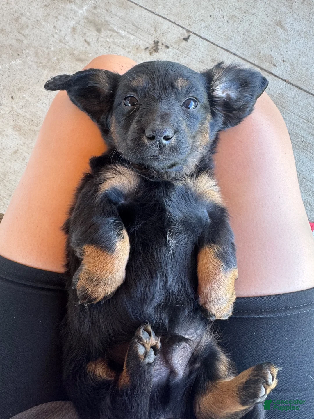 Miniature Dachshund dogs for sale: Miniature Dachshund 5 - Ad 2