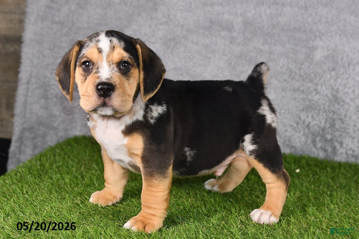 Beabull dogs Treyson - Ad 2