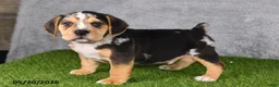 Beabull dogs for sale: Treyson - Ad 2