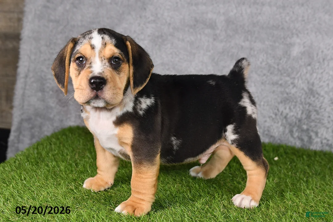 Beabull dogs for sale: Treyson - Ad 2