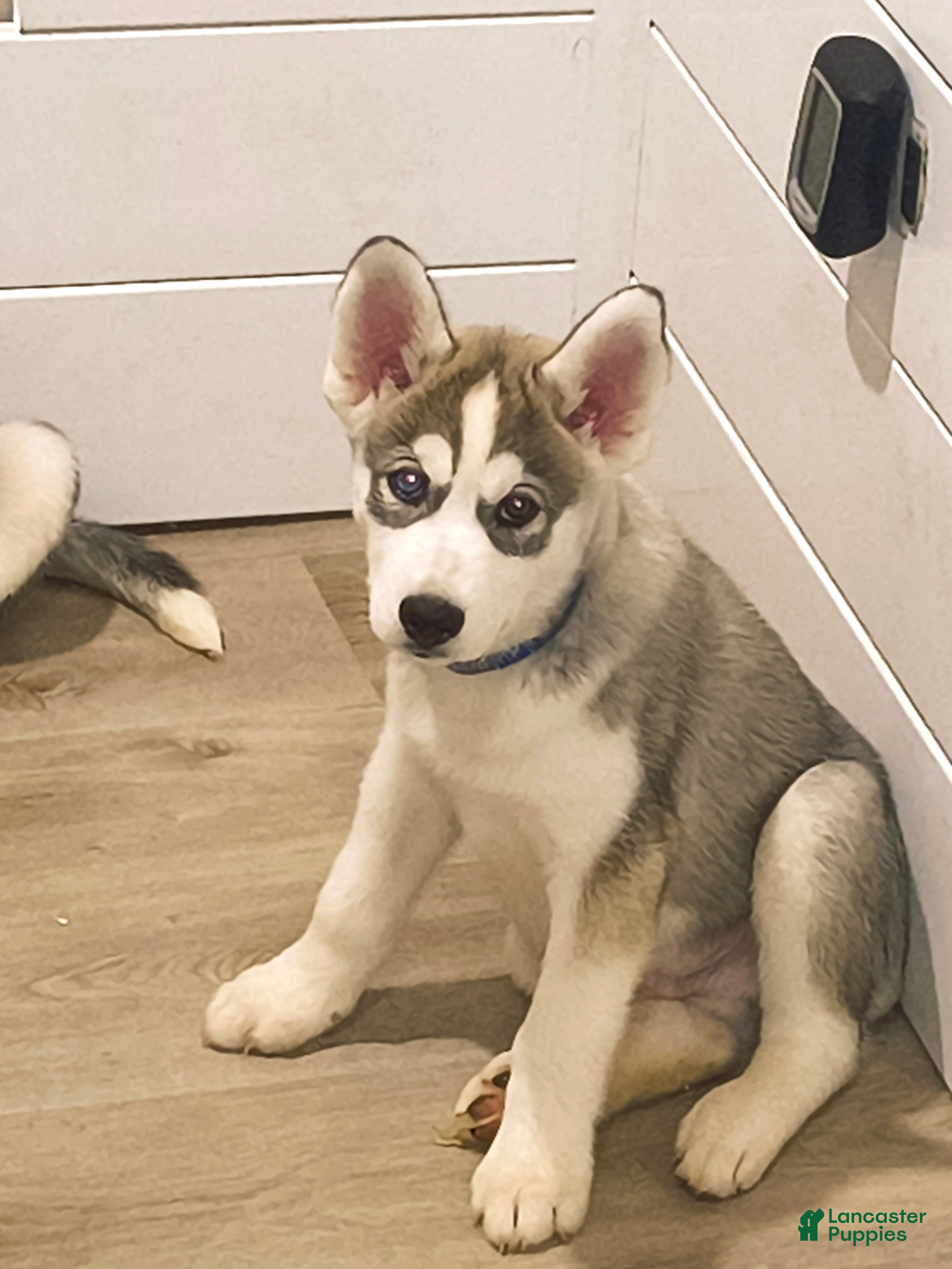 Siberian Husky dogs Siberian Husky 1 - Ad 1