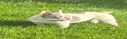 French Bulldog dogs for sale: Nikita - Ad 7