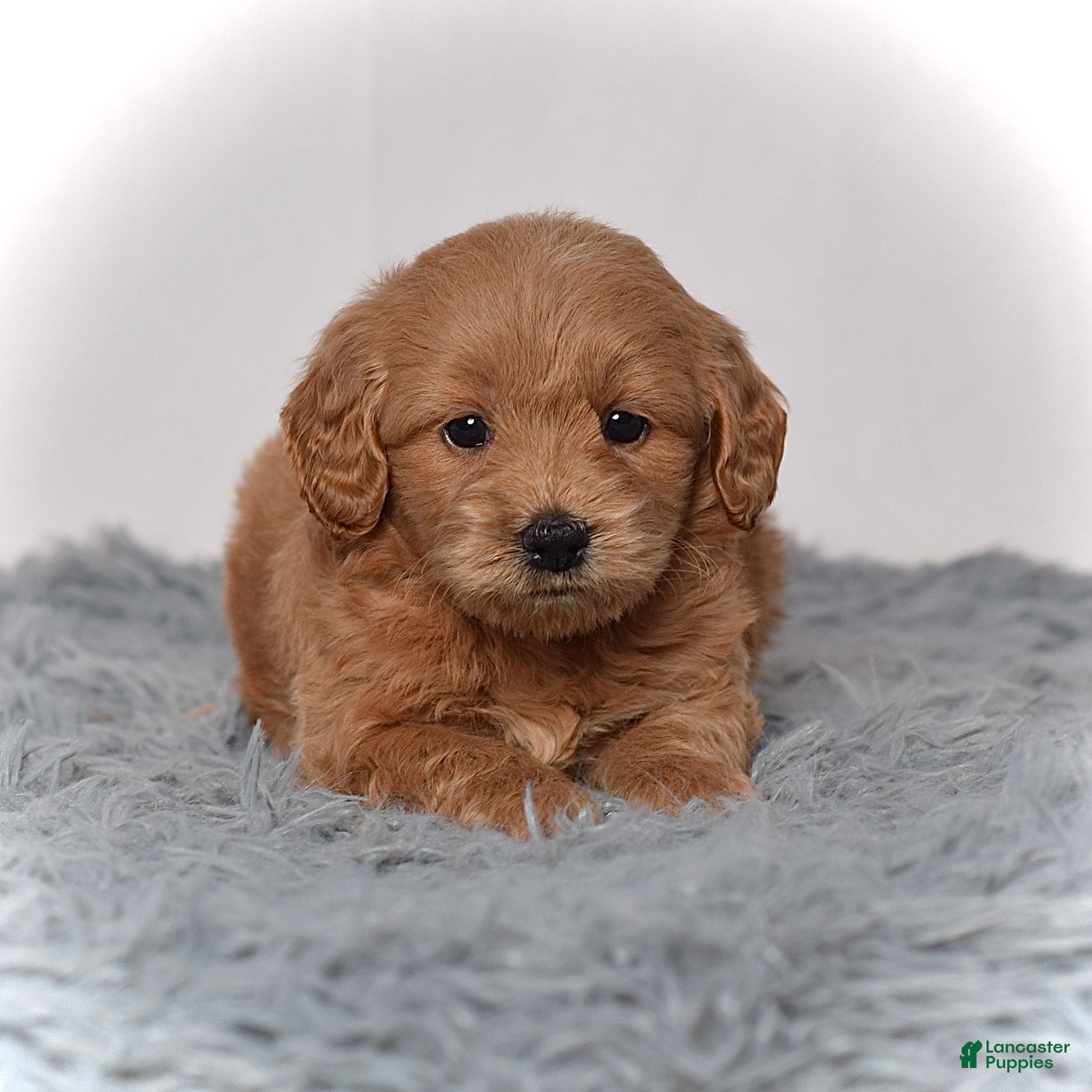 Mini Goldendoodle dogs Ms. Marcy - Ad 2