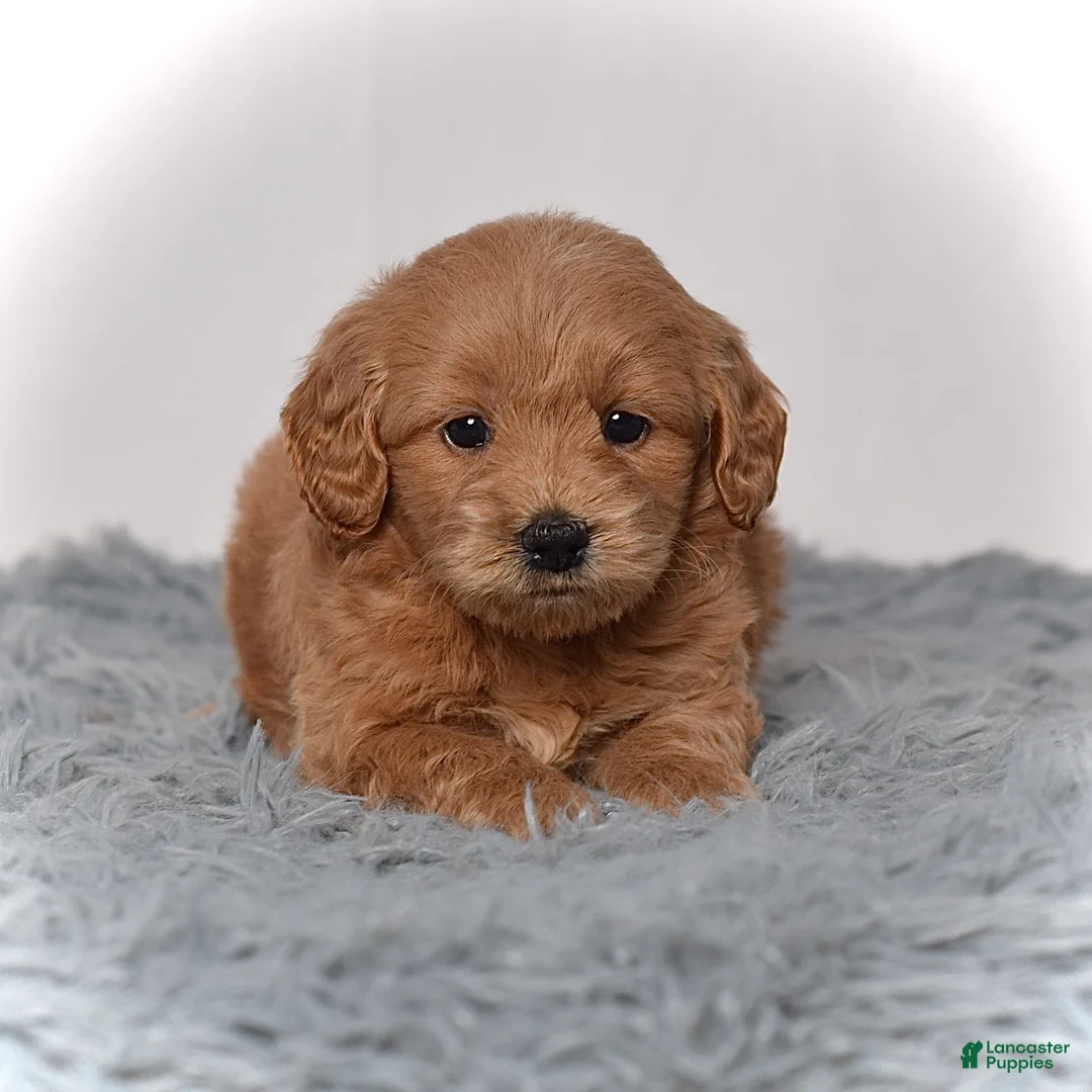 Mini Goldendoodle dogs for sale: Ms. Marcy - Ad 2