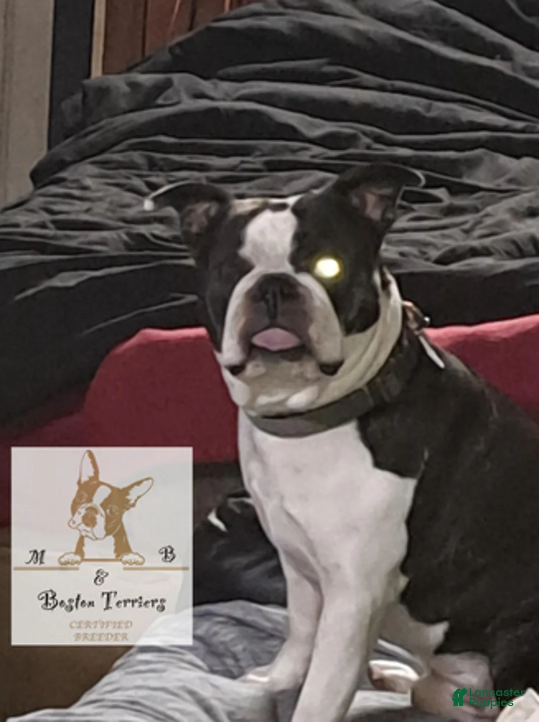 Boston Terrier dogs for sale: Sir Damien Keeper of Hearts - Ad 1