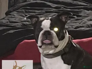 Boston Terrier dogs Sir Damien Keeper of Hearts - Ad 24