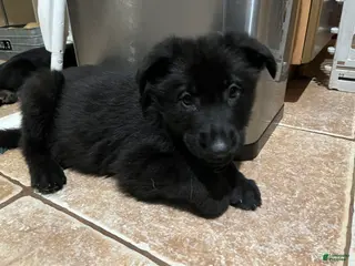 German Shepherd dogs German Shepherd Puppy 4 - Ad 9