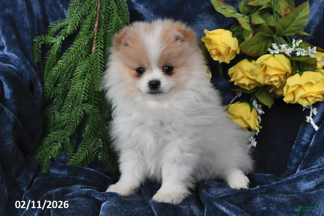 Pomeranian dogs for sale: Carson - Ad 3