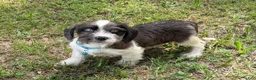 Mixed Breed dogs for sale: Buddy - Ad 4