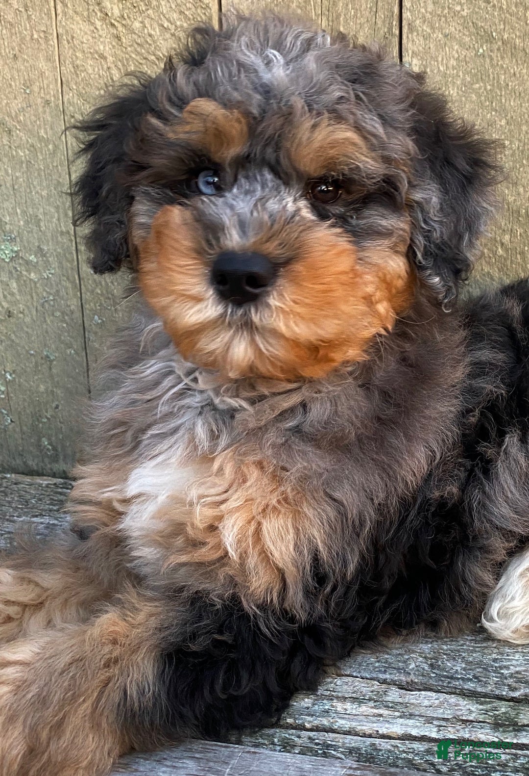 Mini Bernedoodle dogs for sale: 💚 IN BOSTON MASSACHUSETTS AREA 💚 3/4 BRIGHT BLUE 1/4 DARK BROWN RIGHT EYE 💚 MINI BERNEDOODLE 💚 - Ad 6