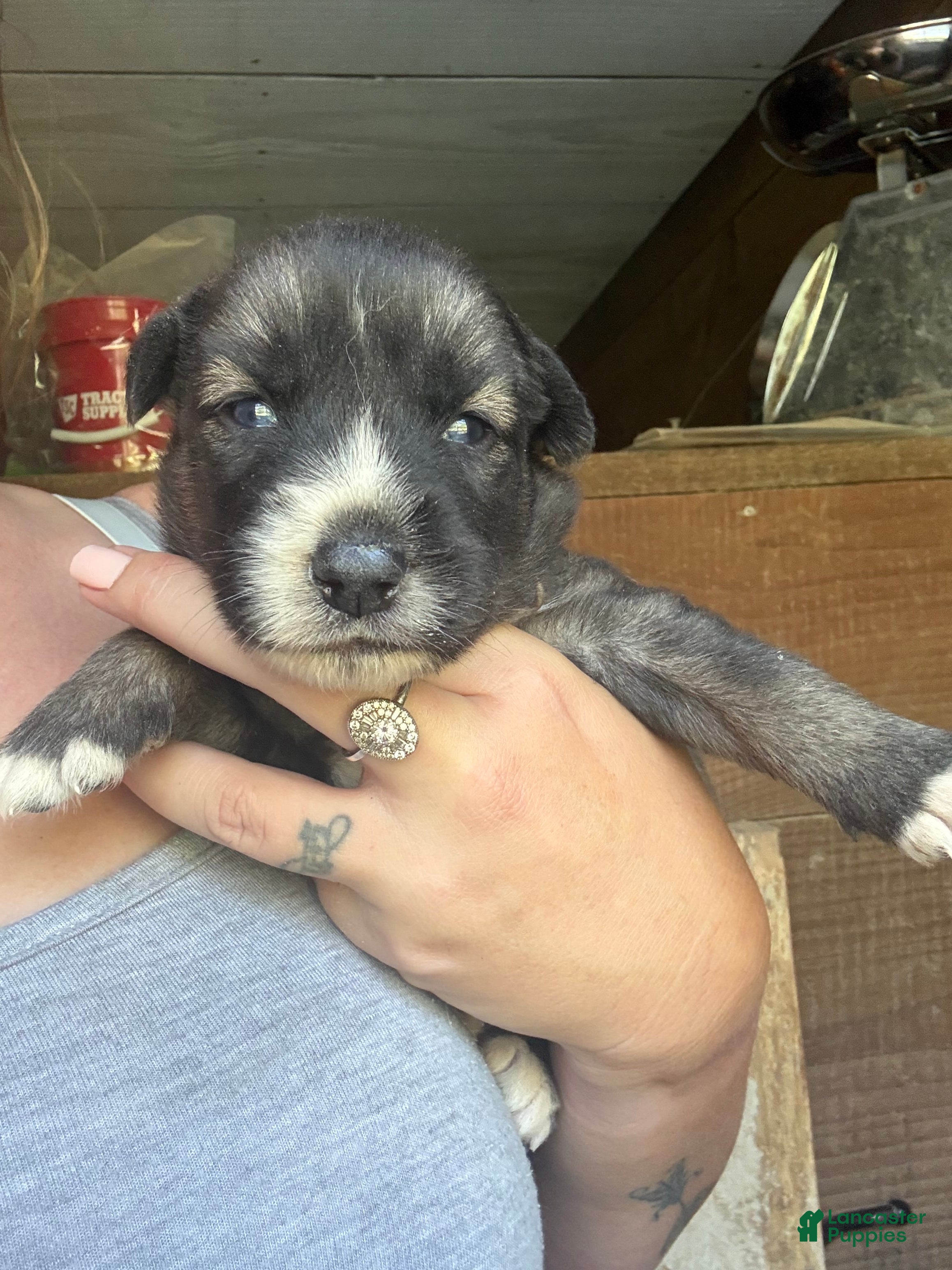Gerberian Shepsky dogs for sale: Teeter - Ad 3