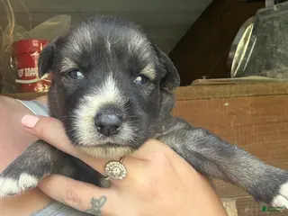 Gerberian Shepsky dogs for sale: Teeter - Ad 3