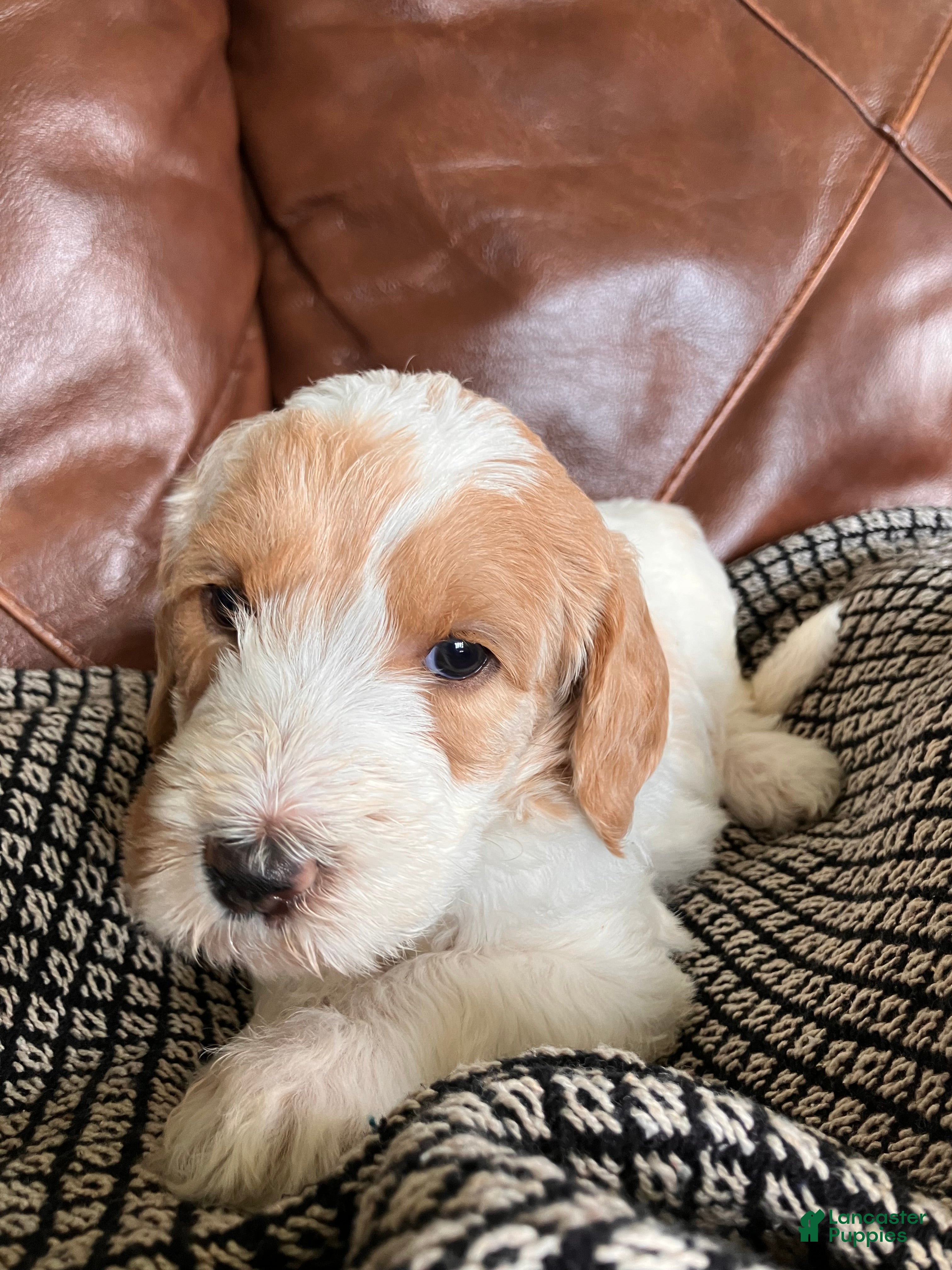 Labradoodle dogs Flower - Ad 2