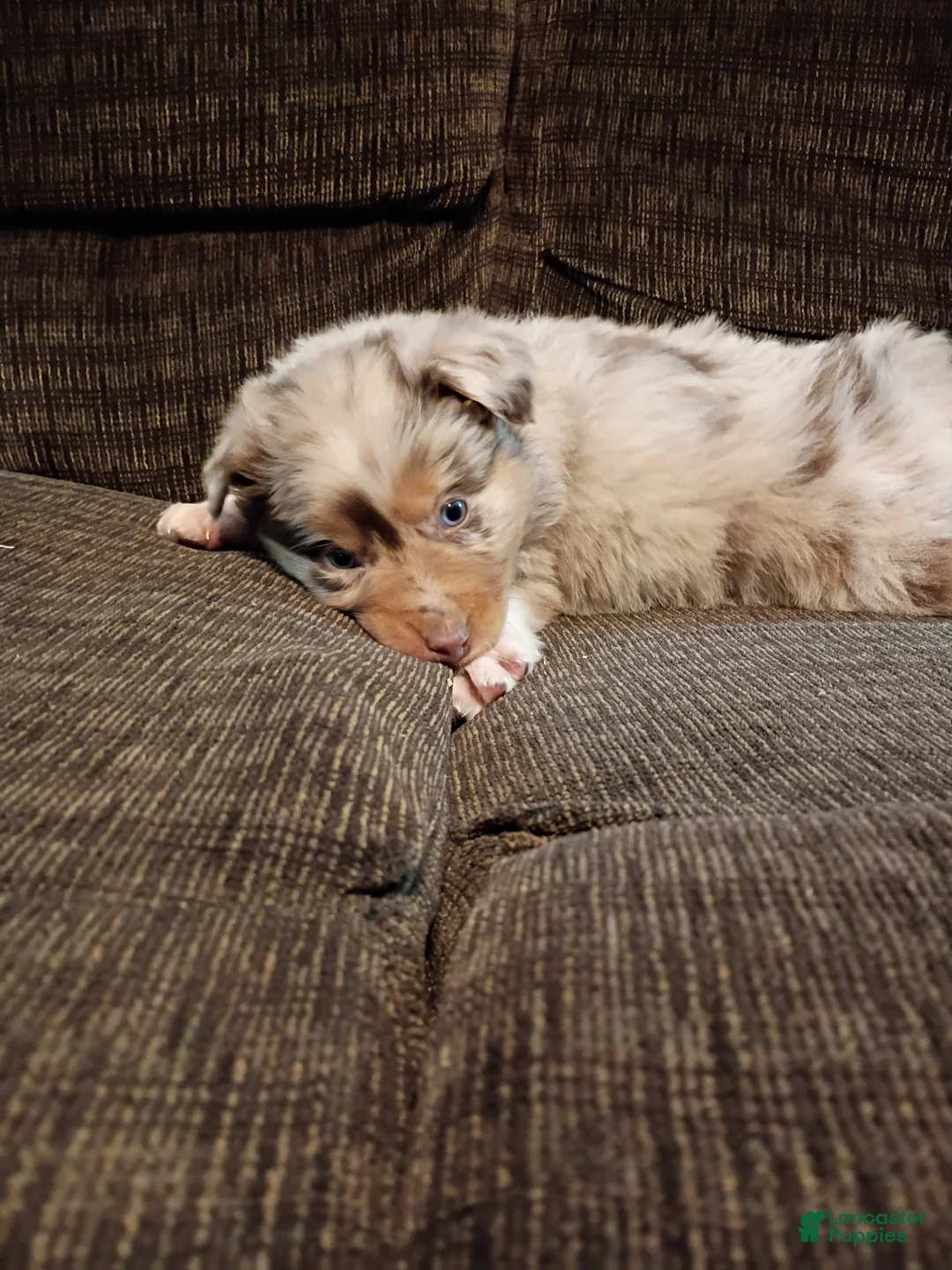 Australian Shepherd dogs for sale: Hazel - Ad 4