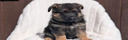 German Shepherd dogs for sale: Zoey - Ad 7