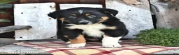 Australian Shepherd dogs for sale: Blake - Ad 4