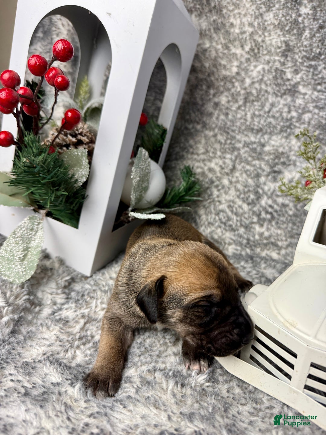 Great Dane dogs for sale: Ron Weasley - Ad 4