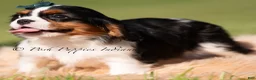 Cavalier King Charles Spaniel dogs for sale: Comet AKC - Ad 5