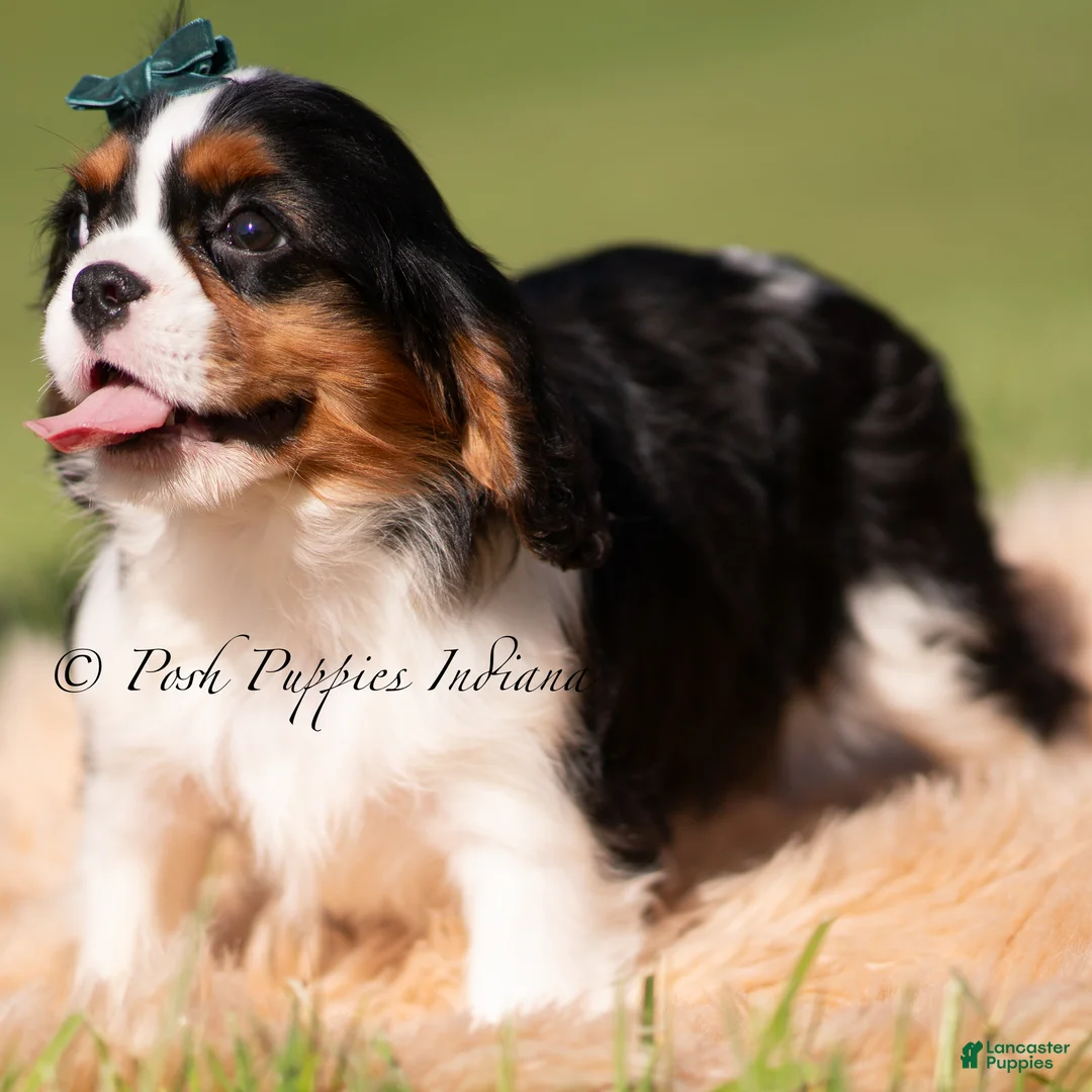 Cavalier King Charles Spaniel dogs for sale: Comet AKC - Ad 5