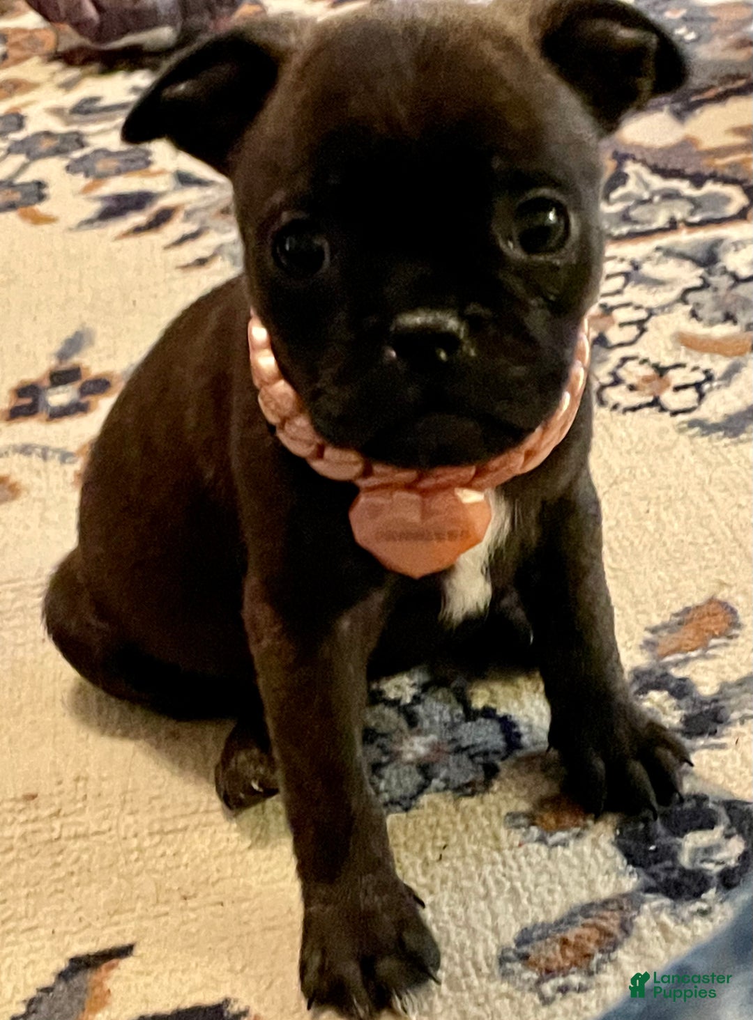 Mixed Breed dogs for sale: Bella - Ad 2