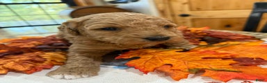 Mini Goldendoodle Puppy 2
