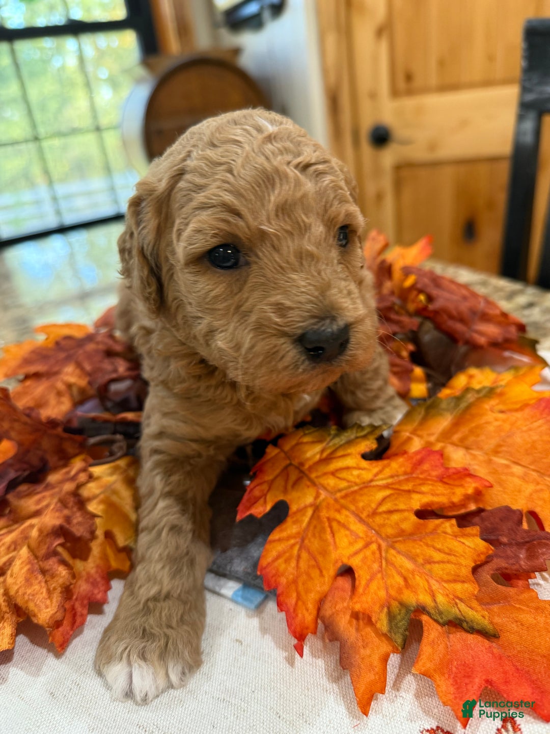 Mini Goldendoodle dogs for sale: Mini Goldendoodle Puppy 2 - Ad 1