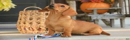 Miniature Dachshund dogs for sale: Clifford Miniature Dachshund  - Ad 5