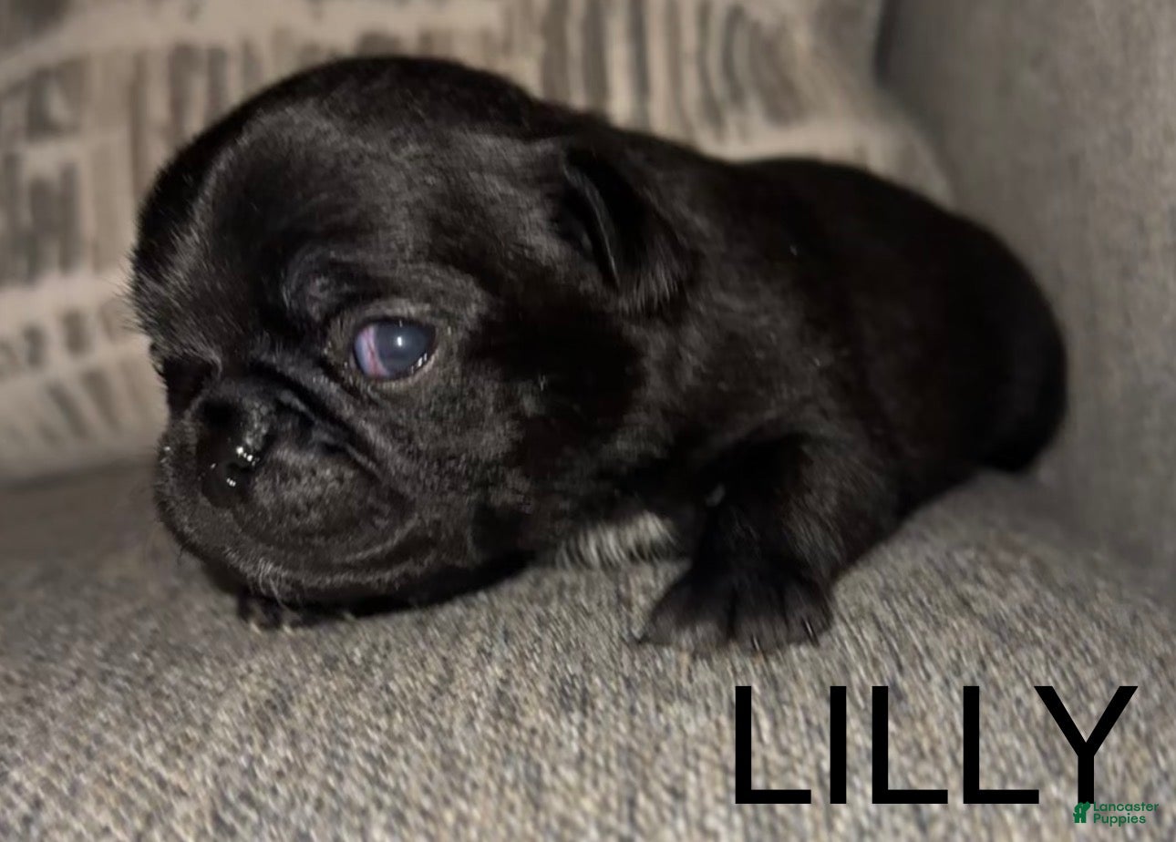 Pug dogs Lilly - Ad 27