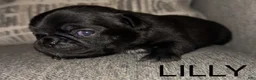 Pug dogs for sale: Charlie  - Ad 9
