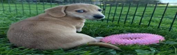 Mixed Breed dogs for sale: Classic Dorgi Female - Corgi & Dachshund Mix - Ad 18